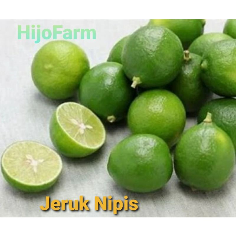 

Jeruk Nipis Segar 500 gr