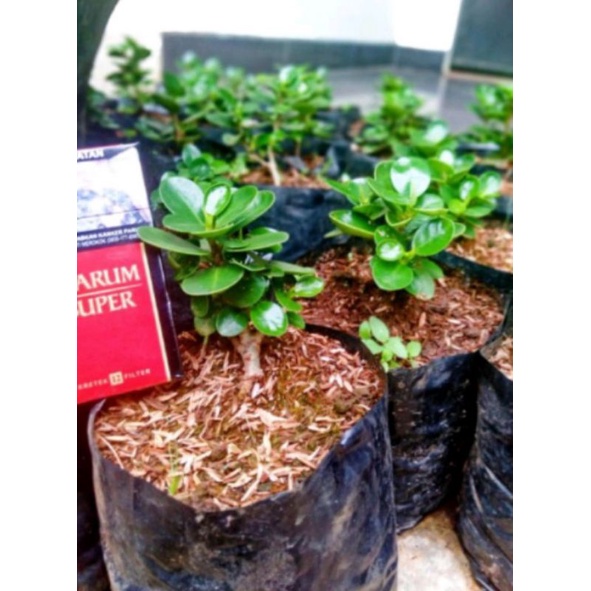 bibit dolar mangkok ORI