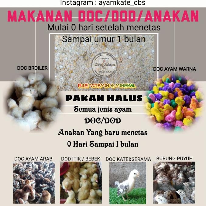 pakan anakan DOC ayam Kate ayam Serama dan ayam hias