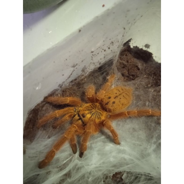 obt oren baboon Tarantula
