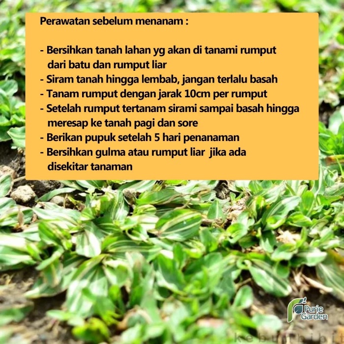 Rumput Gajah Mini Termurah Terlaris PG KDR