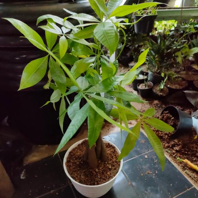 indryawanraditya14 TANAMAN INDOOR PACIRA KEPANG /PACHIRA MONEY TREE BESAR PLUS POT CANTIK TERLARIS T