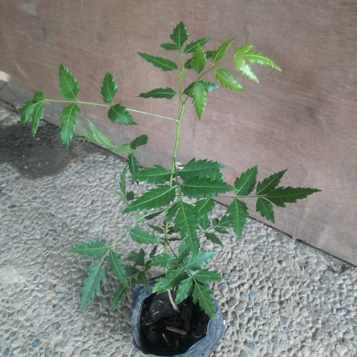 Jual Pestisida Organik Pengusir Tikus, Pestisdia Organik Daun Mimba -t=