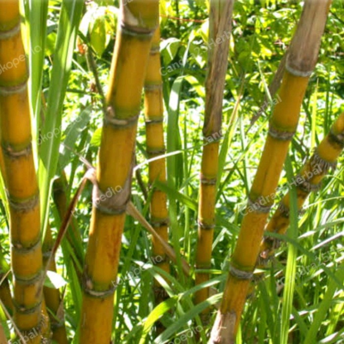 

Batang tebu kuning per 5 batang