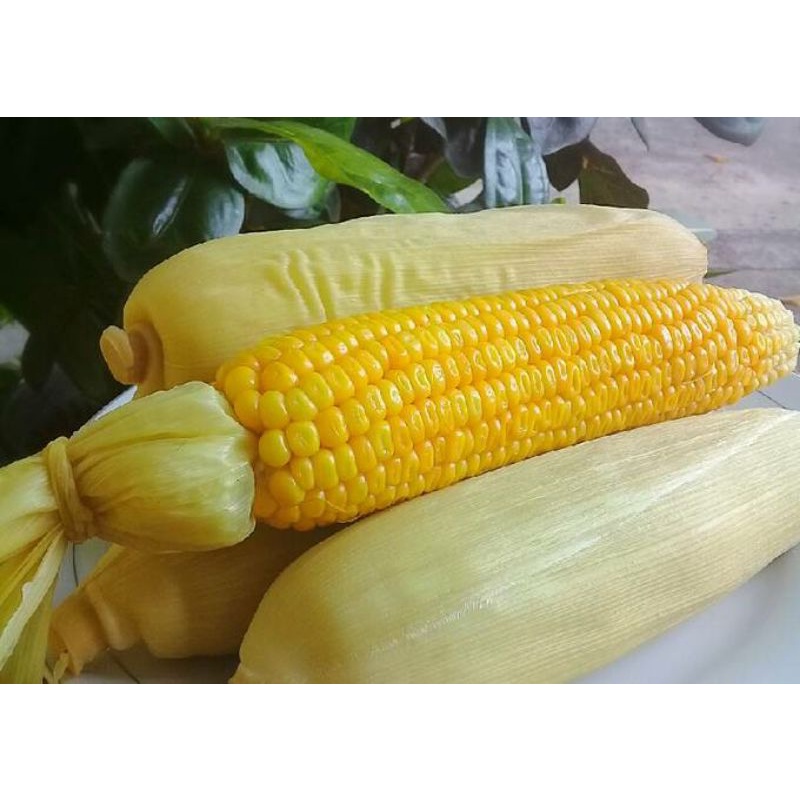 

Jagung Godog / Rebus Fresh dan Segar / Jagung Ndeso