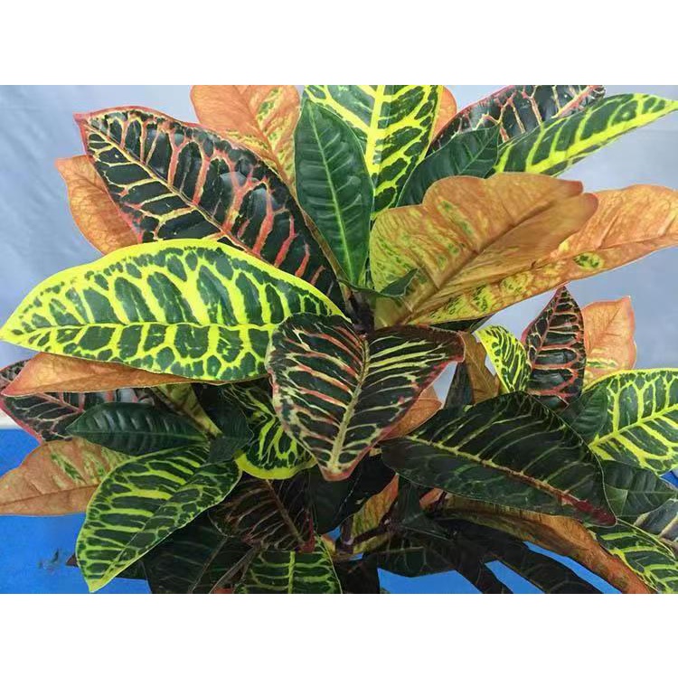 Pohon Plastik Artificial Croton Codiaeum Variegatum Plant Tanaman Hias Puring Buatan PBP81 Azgalery