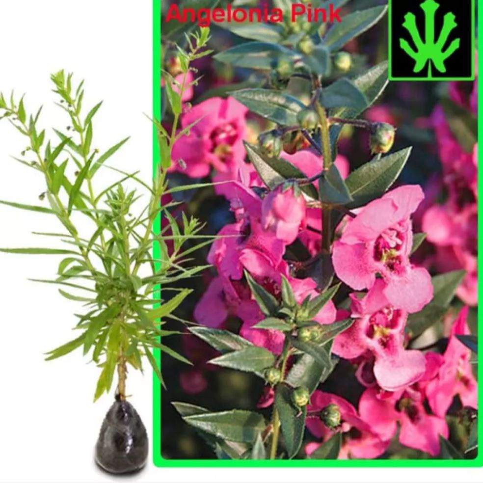 Tanaman Lavender Angelonia bunga pink / tanaman bunga lavender / tanaman lavender anti nyamuk
