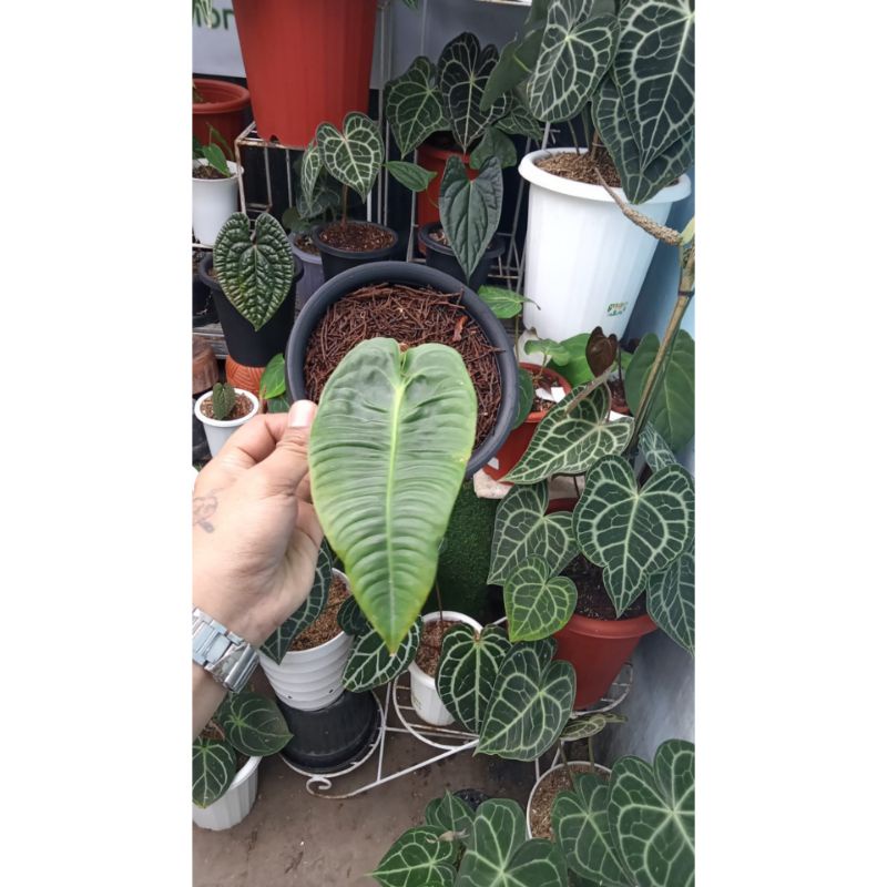 Tanaman hias anthurium vietchii equador