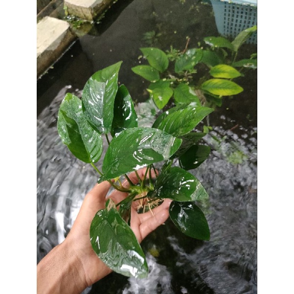 anubias Nana jumbo