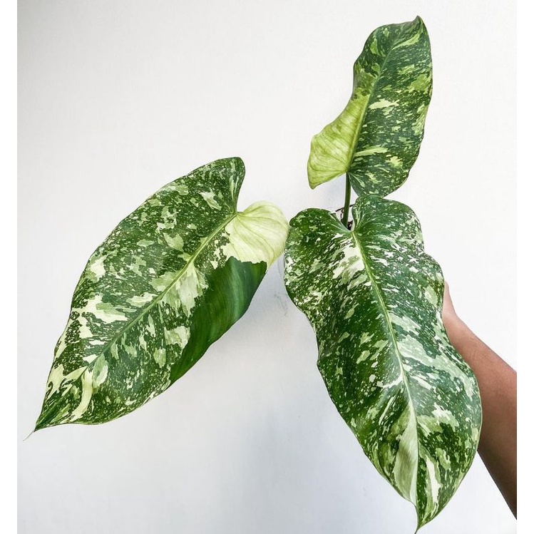 Tanaman hias Philodendron josebuono / Philo jose buono / pilo jos buono josbono