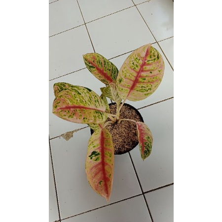 Aglonema Dona Carmen Mutasi rumpun