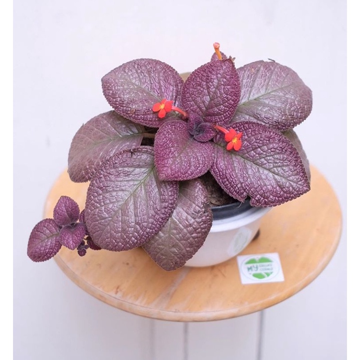 Tanaman Hias Episcia Merah / tanaman episcia merah / tanaman gantung episcia