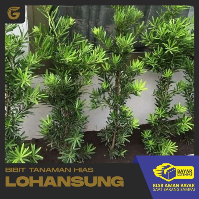 uku -+1meter lohansung mawar bahan bonsai lohansung mawar