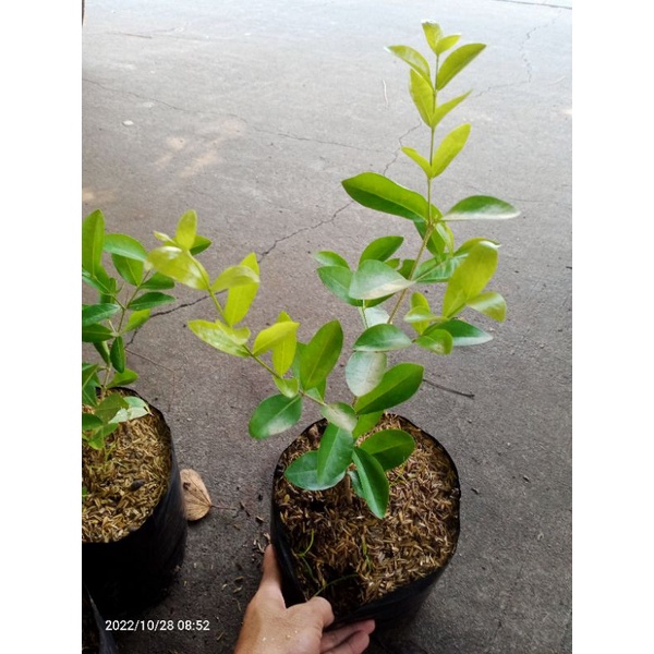 bibit bonsai sianci/Cermai barbados