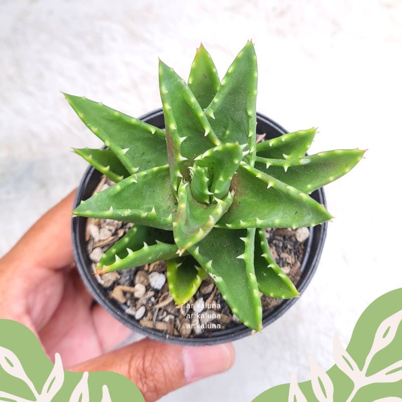 Aloe ' Brevifolia ' sukulen kaktus tanaman hidup