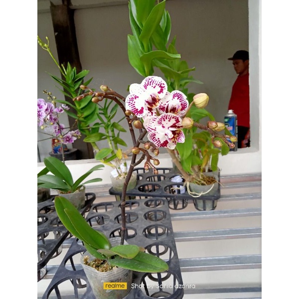 Anggrek bulan novelty mini spike kenop mekar