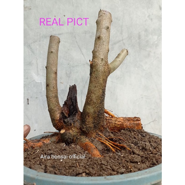 Jual Bahan Bonsai Sisir Kaliage Shopee Indonesia