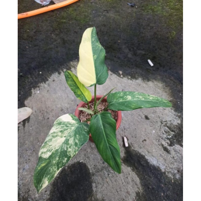 PROMO philodendron domesticum vatiegata / philodendron domesticum varigata ekonomis