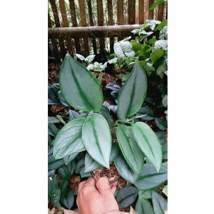 Scindapsus Moonlight rimbun
