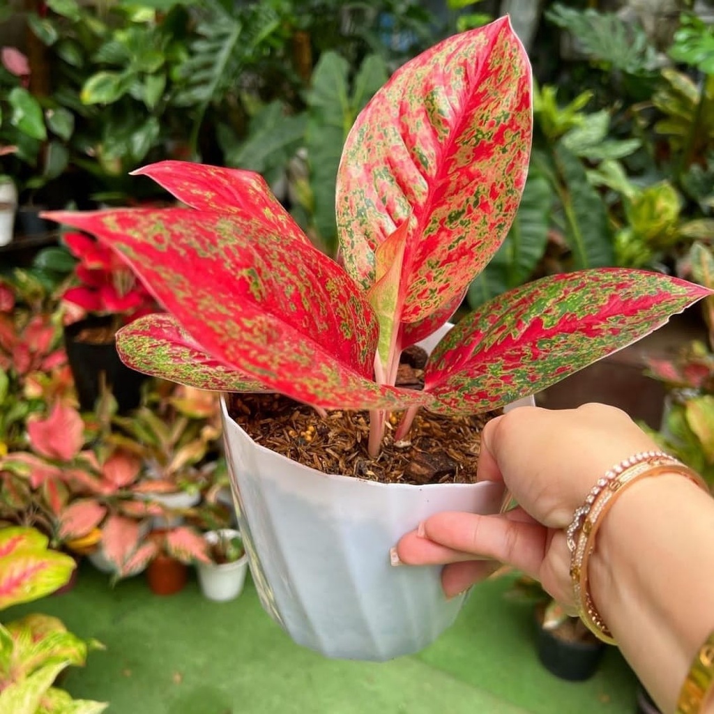 Caladium Red Stardust / bunga keladi / tanaman hias keladi murah / tanaman keladi hidup / caladium R