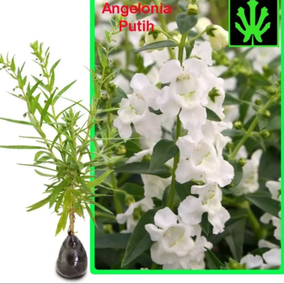 tanaman lavender angelonia bunga putih / tanaman lavender pengusir nyamuk / tanaman bunga lavender