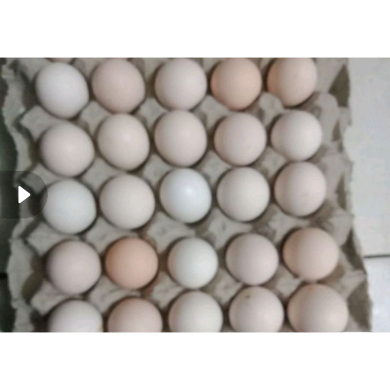 

telor ayam kampung per 1000 gram