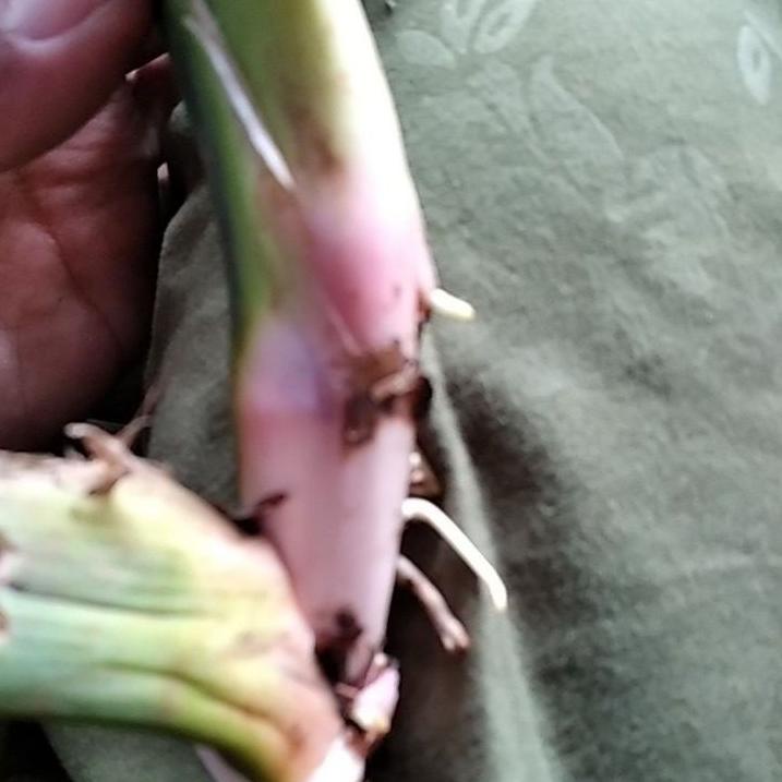 

Paket Hemat--Delingo, jeringau