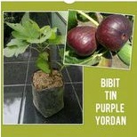 Pohon TIN Yordan - Bibit TIN Purple
