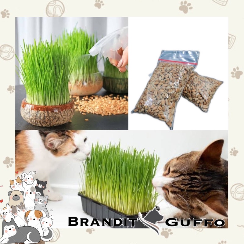 biji gandum rumput kucing 50gr benih biji gandum cat wheatgrass kesehatan kucing