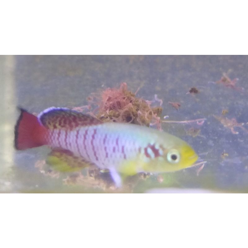 Killifish guentheri red