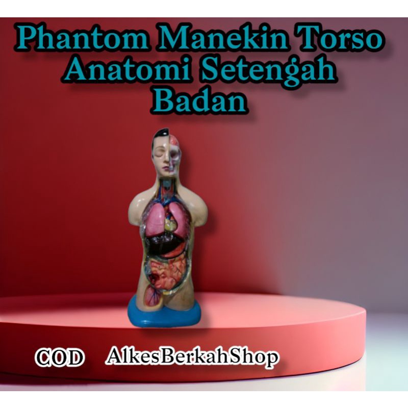 Jual Phantom Manekin Torso Anatomi Alat Peraga Anatomi Setengah Badan