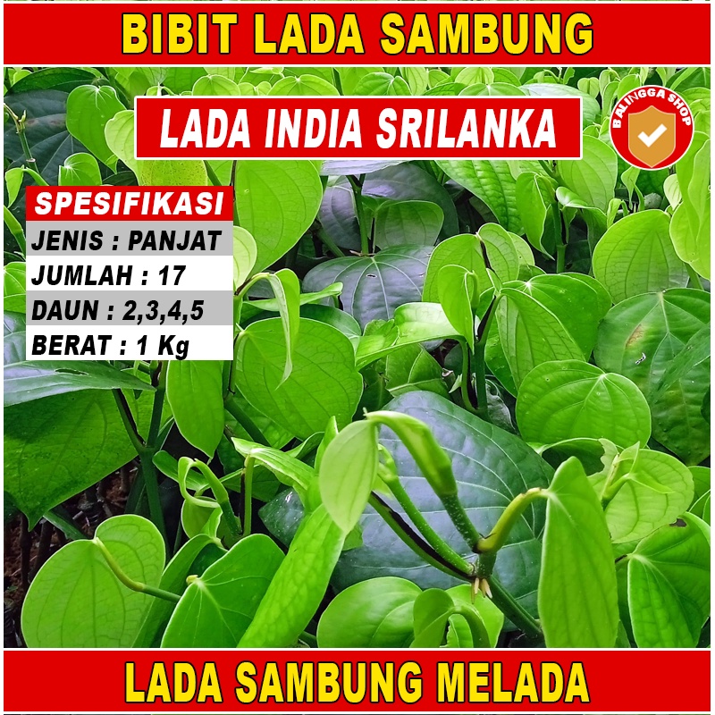 17 Bibit Lada India Sambung Melada (Melada+Lada) Asli Sulur Panjat