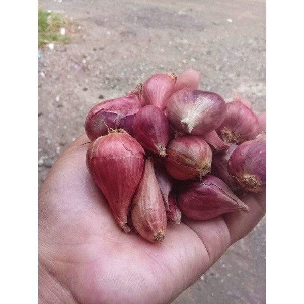 

Bawang Merah BREBES ASLI