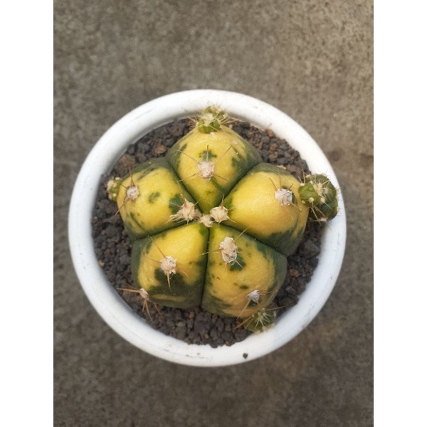 Gymnocalycium Horstii Variegata