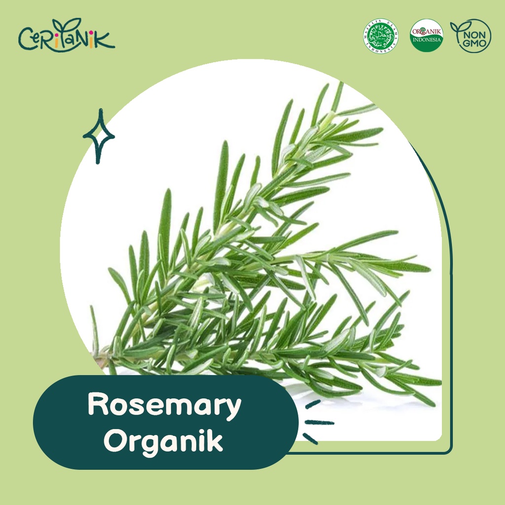 

Rosemary Organik 35 gram - Ceritanik - Rosemary Organic - Sayur Organik Murah - Sayur Organik Sehat - Sayur Organik Premium