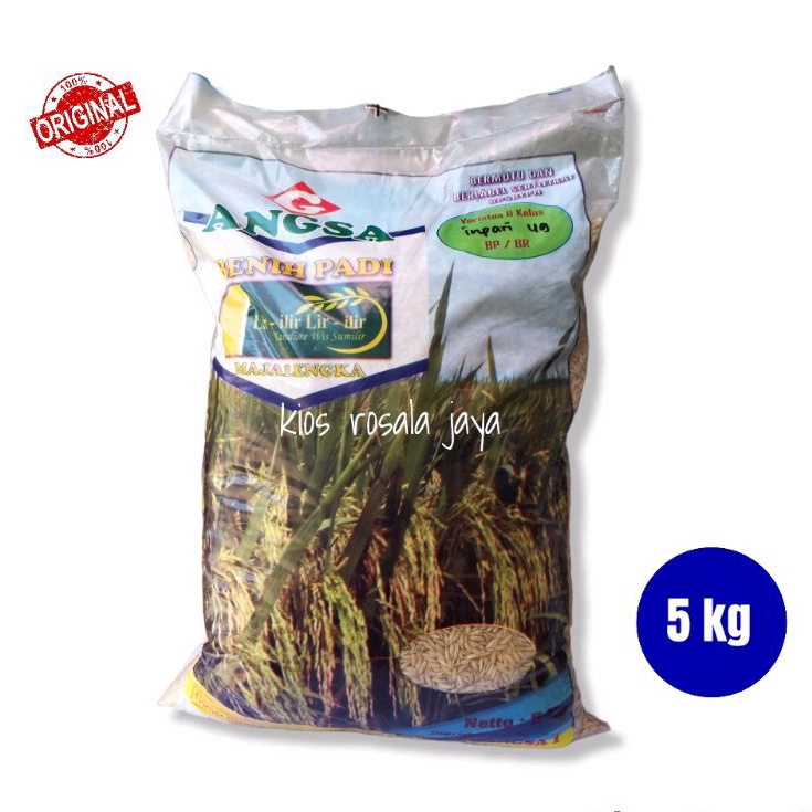 Benih Padi Unggul Terbaru INPARI 49 JEMBAR