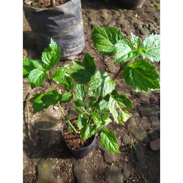 bibit pohon Nilam daun Nilam herbal