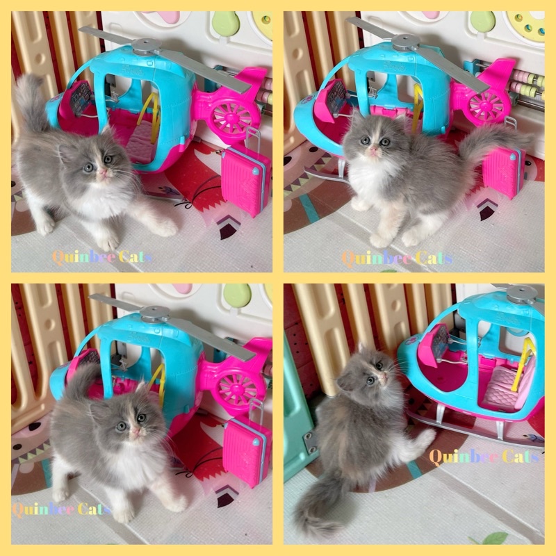 kucing persia Persia Flatnose dilute calico betina pesanan