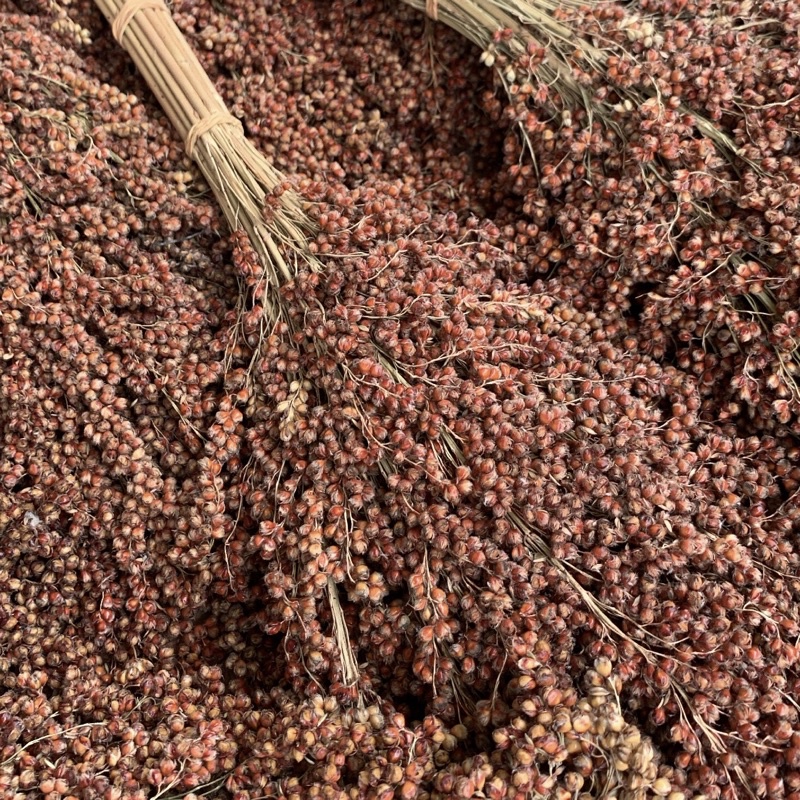 kjg Sorgum Putih Merah Hitam Spray 1KG Sorgum Hamster White Sorgum Black sorgum Red Sorgum Sorgum