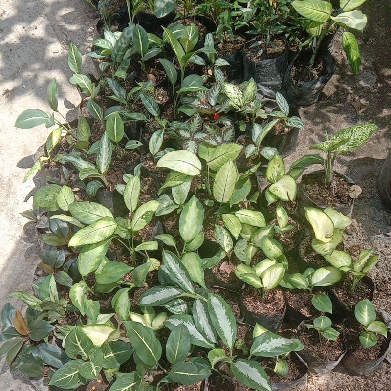 diven bibitan serba 5ribu -anggun ayu - diven silver - diven garuda - tissu lokal - tissu harmony - 