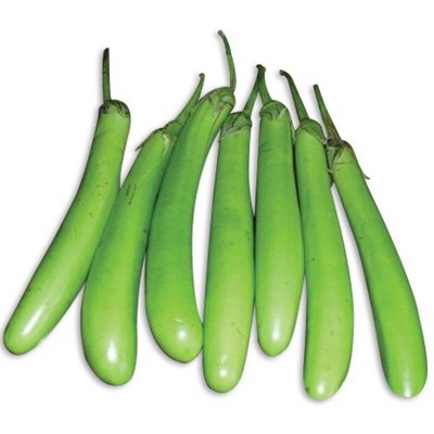 isi 20 Benih Biji Bibit Lokal Unggu Terong Hijau