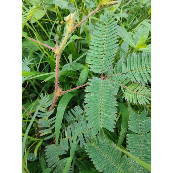 Jual Daun Putri Malu Putri Malu Tanaman Herbal G Shopee Indonesia