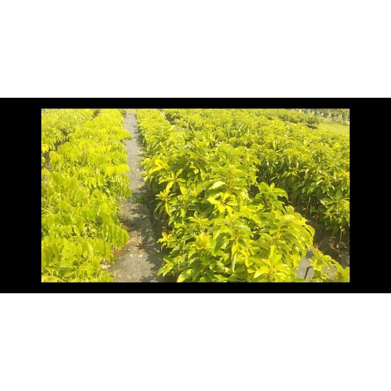 BIBIT ALPUKAT SWY 02