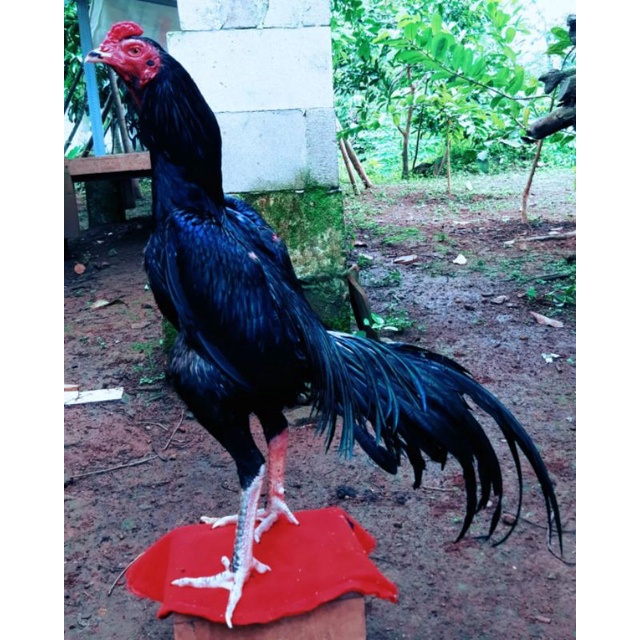 

JUAL TELUR AYAM BANGKOK PAKOY PERBUTIR
