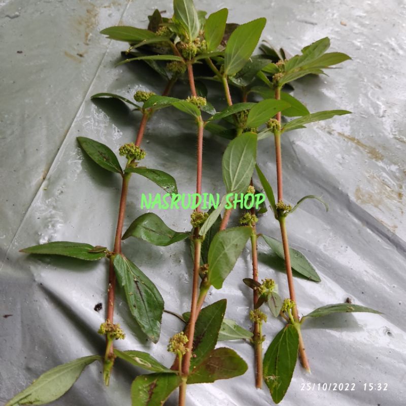 

[Fresh] DAUN PATIKAN KEBO SEGAR 30 TANGKAI TANAMAN ASMA Euphorbia hirta