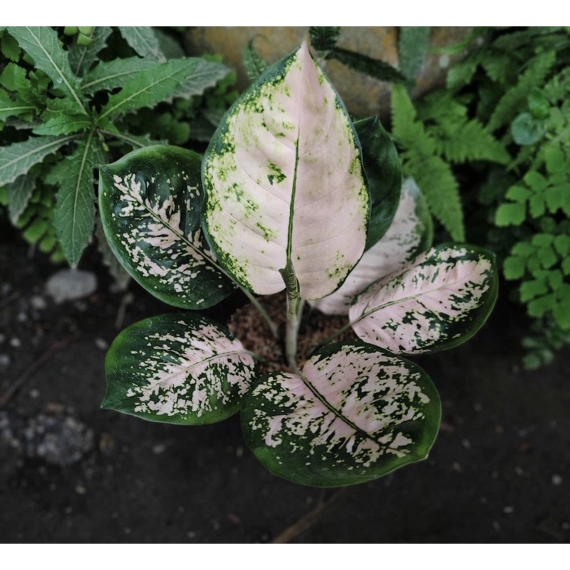Aglonema suksom white Baby