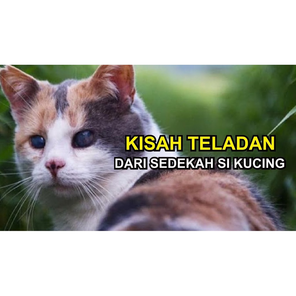 Sedekah pakan kucing jalanan/liar/kampung