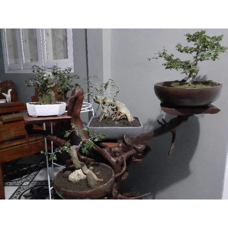 mini bonsai serut dollar dll + pot