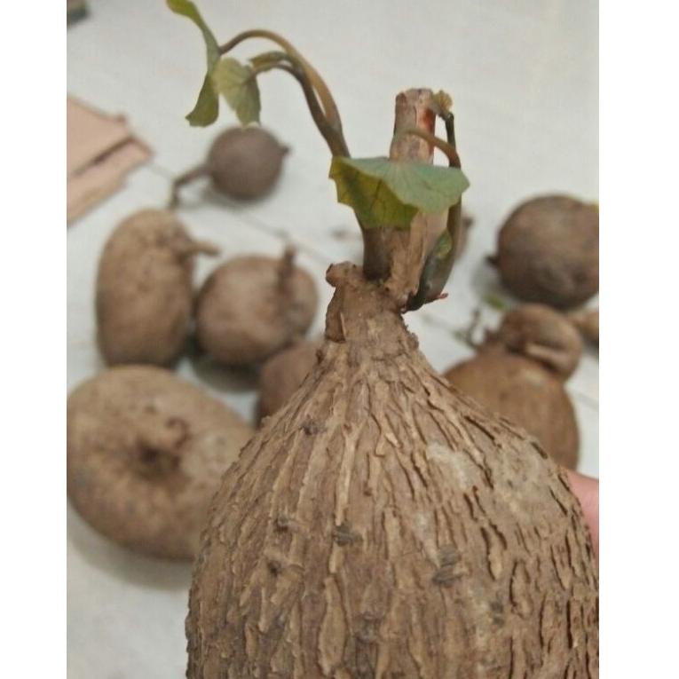 [BNA.18Oc22ғ] Stephania venosa / Stephania caudex / umbi stephania