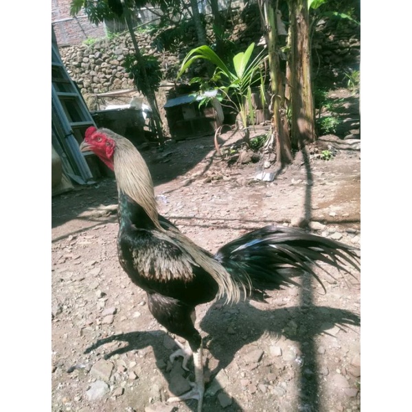 

telur ayam pakhoy brakot